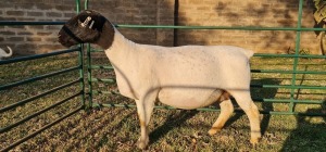 1X DORPER PREGNANT T5 EWE DE KLERK DORPERS