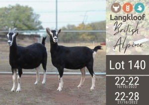 2X BRITISH ALPINE PREGNANT DOE LANGKLOOF