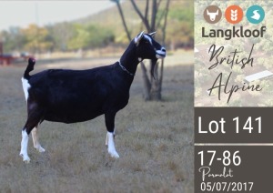 1X BRITISH ALPINE PREGNANT DOE LANGKLOOF