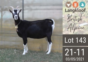 1X BRITISH ALPINE PREGNANT DOE LANGKLOOF