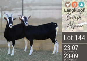 2X BRITISH ALPINE DOE LANGKLOOF