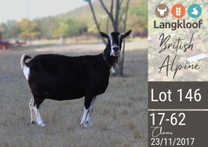 1X BRITISH ALPINE PREGNANT DOE LANGKLOOF