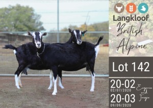 2X BRITISH ALPINE PREGNANT DOE LANGKLOOF