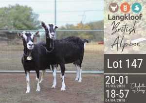 2X BRITISH ALPINE PREGNANT DOE LANGKLOOF