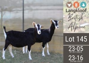 2X BRITISH ALPINE PREGNANT DOE LANGKLOOF