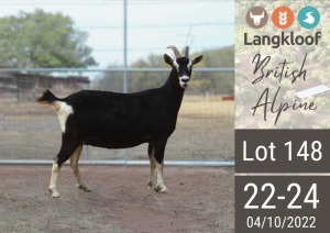 1X BRITISH ALPINE PREGNANT DOE LANGKLOOF