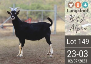 1X BRITISH ALPINE BUCK LANGKLOOF