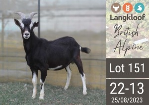 1X BRITISH ALPINE BUCK LANGKLOOF