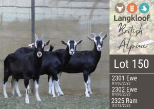 3X BRITISH ALPINE BUCK LANGKLOOF