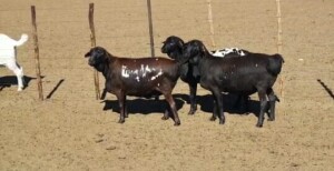 3 x SWART SKILDER PERSIE OOI/EWE Koenie Kotze (Pay per Piece to take the lot)