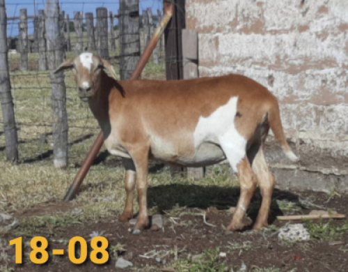 1 x MEATMASTER OOI/EWE Bertie Aucamp