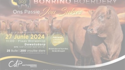 6X BONSMARA PREGNANT FEMALE BONRINO BOERDERY BK
