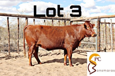 LOT 3 1X BONSMARA COW PC BONSMARAS