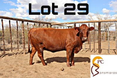 LOT 29 1X BONSMARA COW PC BONSMARAS