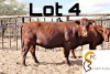 LOT 4 1X BONSMARA COW PC BONSMARAS