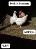 LOT 101 3X PERKIN BANTAMS COCK & HEN MATHATA BAIKANYANI