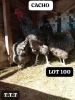 LOT 100 3X CACHO COCK & HEN MATHATA BAIKANYANI