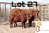 LOT 27 1+1X BONSMARA COW & CALF PC BONSMARAS