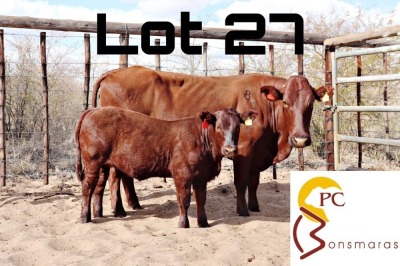 LOT 27 1+1X BONSMARA COW & CALF PC BONSMARAS