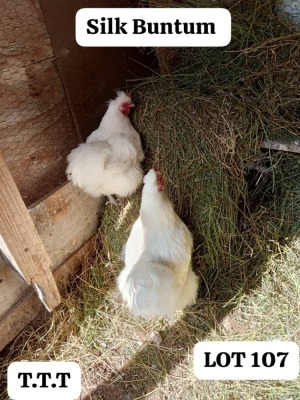 LOT 107 2X SILK BANTAMS COCK & HEN MATHATA BAIKANYANI