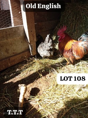 LOT 108 2X OLD ENGLISH BANTAMS COCK & HEN MATHATA BAIKANYANI