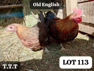 LOT 113 2X OLD ENGLISH BANTAMS COCK & HEN MATHATA BAIKANYANI