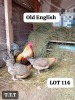 LOT 114 3X OLD ENGLISH BANTAMS COCK & HEN MATHATA BAIKANYANI