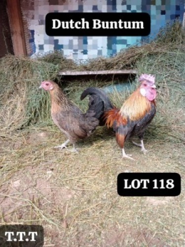 LOT 118 2X DUTCH BANTAMS COCK & HEN MATHATA BAIKANYANI