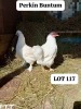 LOT 117 2X PERKIN BANTAMS COCK & HEN MATHATA BAIKANYANI