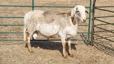 1X MEATMASTER RAM BEGINSELDAM BOERDERY