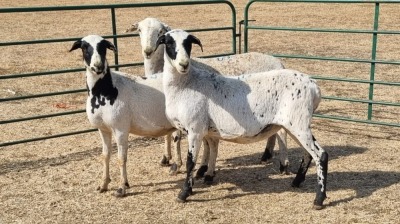 3X MEATMASTER PREGNANT EWE BEGINSELDAM BOERDERY