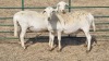 2X MEATMASTER PREGNANT EWE COIS DELPORT