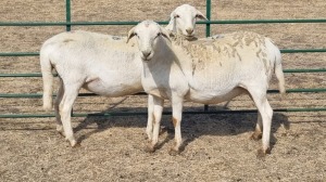 2X MEATMASTER PREGNANT EWE COIS DELPORT