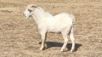 1X SAANEN MILK GOAT BUCK PIZEL BOERDERY