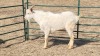 1X SAANEN MILK GOAT BUCK PIZEL BOERDERY