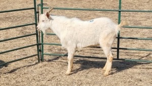 1X SAANEN MILK GOAT BUCK PIZEL BOERDERY