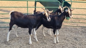 3X BRITISH ALPINE PREGNANT DOE ELJOENAI DAIRY GOATS