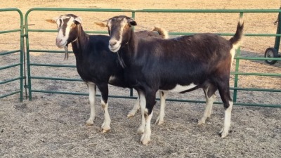 2X BRITISH ALPINE PREGNANT DOE ELJOENAI DAIRY GOATS