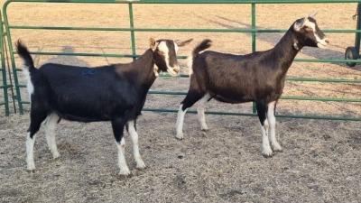 2X BRITISH ALPINE PREGNANT DOE ELJOENAI DAIRY GOATS