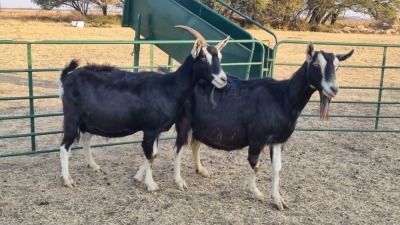 2X BRITISH ALPINE PREGNANT DOE ELJOENAI DAIRY GOATS