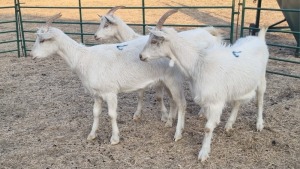 3X SAANEN MILK GOAT PREGNANT DOE ELJOENAI DAIRY GOATS