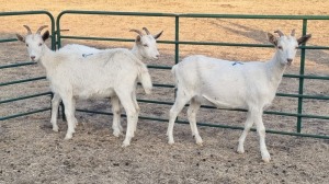 3X SAANEN MILK GOAT PREGNANT DOE ELJOENAI DAIRY GOATS