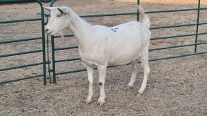 1X SAANEN MILK GOAT PREGNANT DOE ELJOENAI DAIRY GOATS