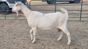 1X SAANEN MILK GOAT PREGNANT DOE ELJOENAI DAIRY GOATS