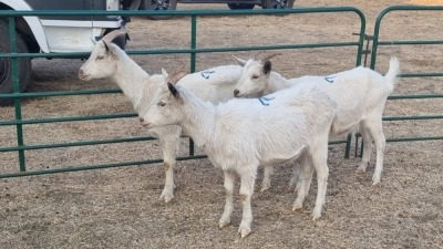 3X SAANEN MILK GOAT DOE ELJOENAI DAIRY GOATS