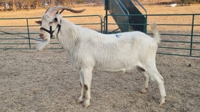 1X SAANEN MILK GOAT BUCK ELJOENAI DAIRY GOATS