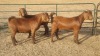 3X KALAHARI RED DOE GREG & LINDI