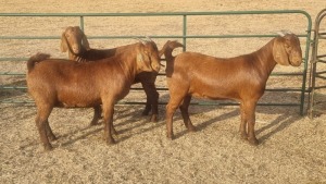 3X KALAHARI RED DOE GREG & LINDI