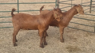 2X KALAHARI RED DOE GREG & LINDI