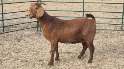 1X KALAHARI RED PREGNANT DOE GREG & LINDI